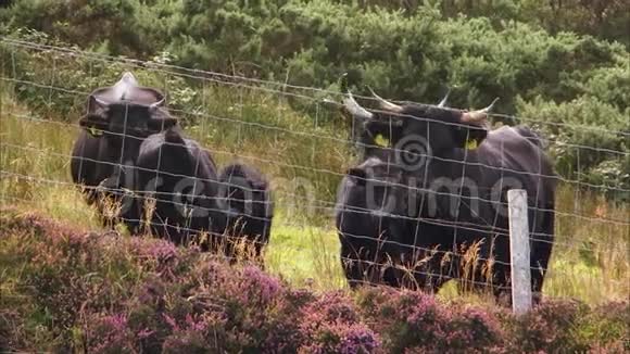 一家家黑牛盯着摄像机视频的预览图