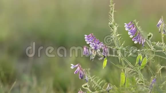 田野里盛开的花朵豌豆花开了日落背光小射浅深的场地视频的预览图