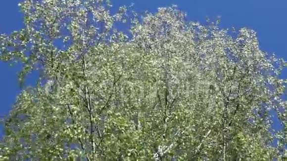 银桦树在风中落叶一棵白桦树的树冠视频的预览图