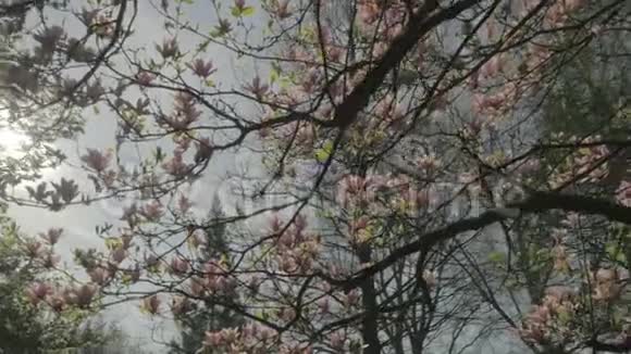 春日阳光下的粉红花玉兰树下视频的预览图