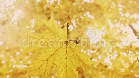 在秋天的叶子上合上视频的预览图