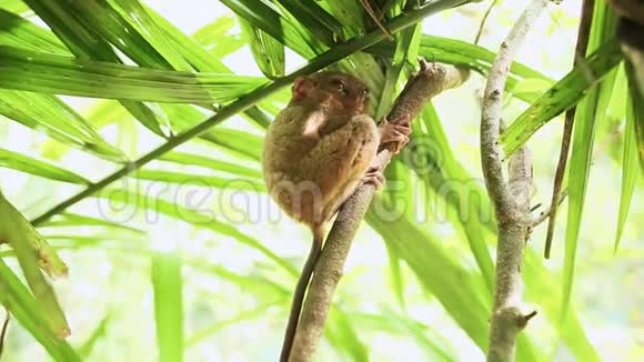 树枝上的猴子菲律宾视频的预览图