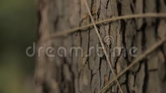 工艺绳缠绕在枫树的树冠上树干用绳子装饰视频的预览图