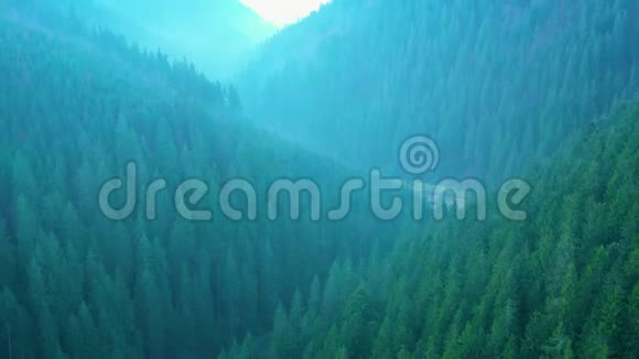 从山顶俯瞰针叶林和晨雾视频的预览图