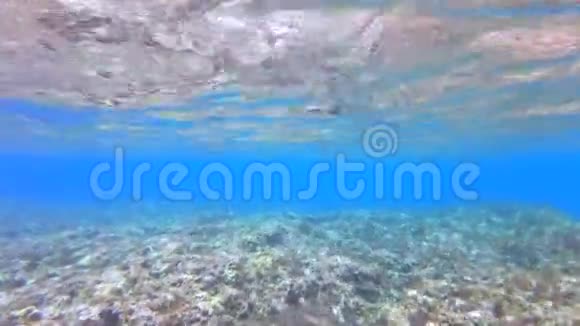 浅岩礁视频的预览图