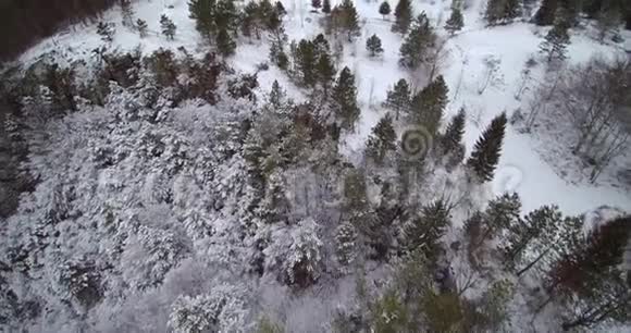 冬天的雪乡边有森林视频的预览图