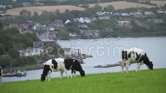 在爱尔兰吃草的家畜视频的预览图