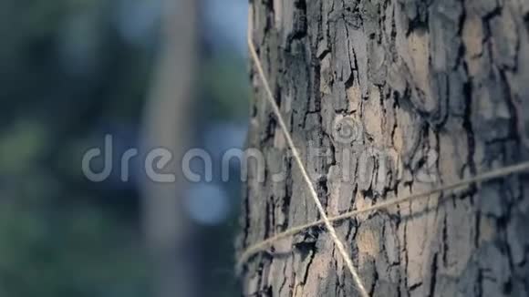 工艺绳缠绕在枫树的树冠上树干用绳子装饰视频的预览图