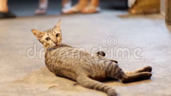 一只灰色的流浪猫躺在夜街的地上视频的预览图