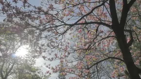 春天的自然在公园的木兰树下移动视频的预览图
