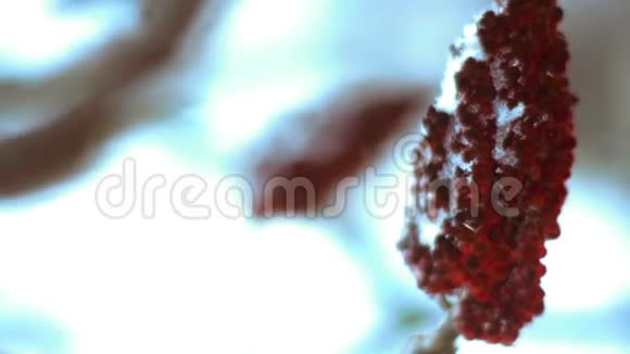 冬天有红色穗状花序的树枝视频的预览图