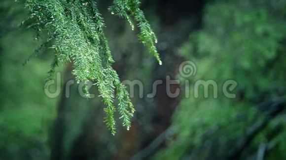 树枝在森林降雨中漂流视频的预览图