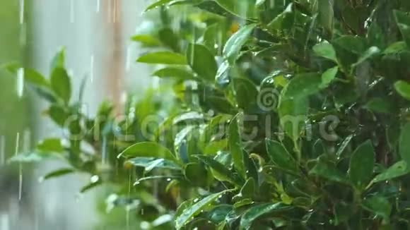 慢动作多汁的雨滴在清新的大自然绿叶和树上浇水视频的预览图
