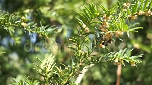 蜜蜂在寻找雄性欧洲红豆杉的花粉视频的预览图