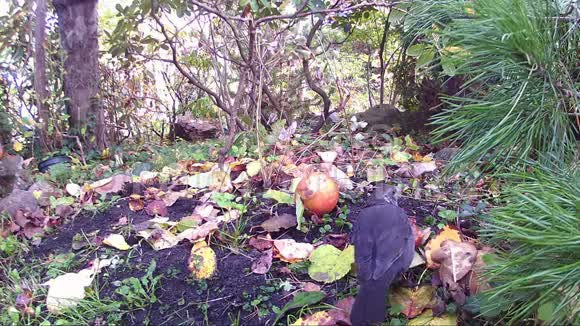 在花园中的苹果中饲养的普通黑鸟视频的预览图