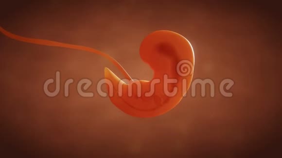 人胚胎胎儿生长视频的预览图
