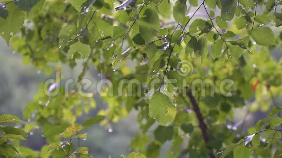 夏天的雨落在绿叶上森林里的雨视频的预览图