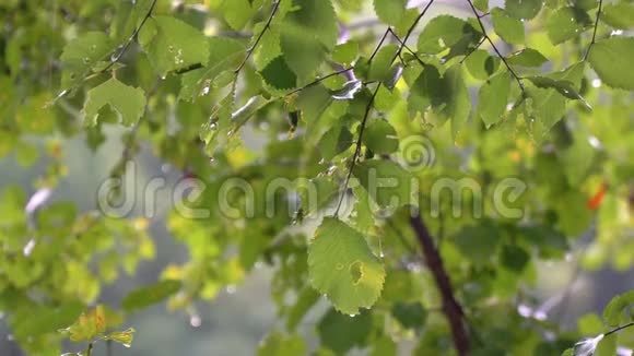 夏天的雨落在绿叶上森林里的雨视频的预览图