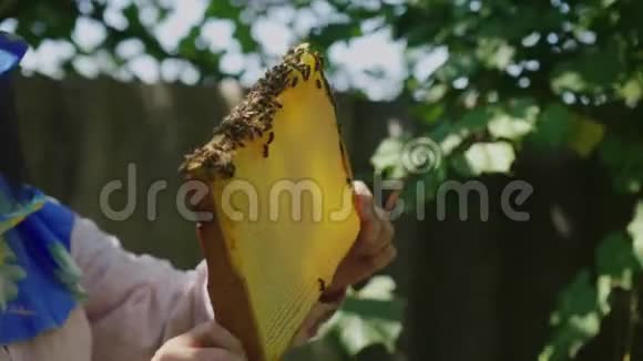 养蜂人的手从蜂箱里放一个架子学习蜜蜂带来了多少视频的预览图