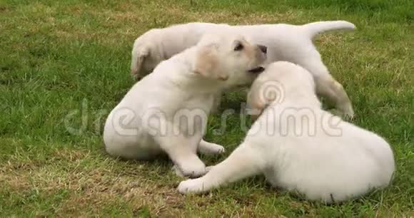 黄色拉布拉多猎犬小狗在草地上玩耍法国诺曼底慢动作视频的预览图