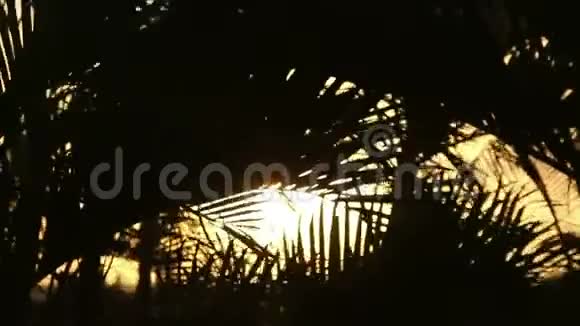 夕阳棕榈树剪影视频的预览图