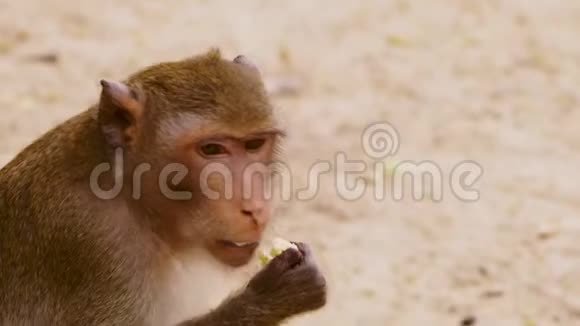 特写镜头小猴子吃玉米芯视频的预览图