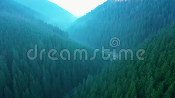 从山顶俯瞰针叶林和晨雾视频的预览图