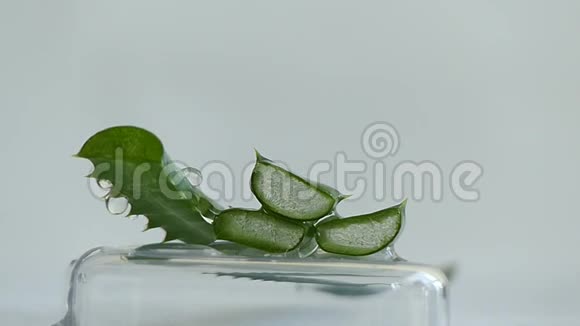 绿色芦荟植物水滴视频的预览图