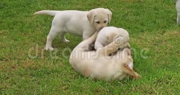 黄色拉布拉多猎犬小狗在草地上玩耍法国诺曼底慢动作视频的预览图