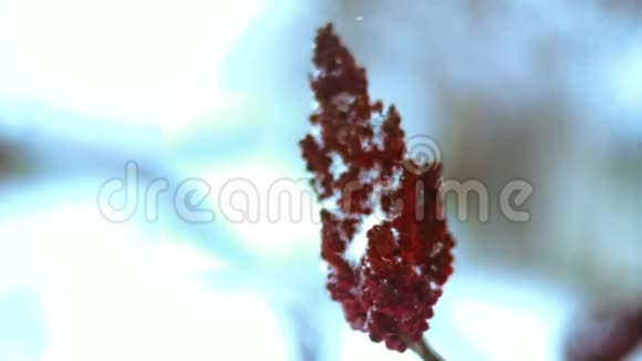 一棵树上的树枝冬天有红穗视频的预览图