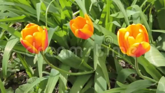 郁金香花开在春天五颜六色的郁金香在风中摇曳慢速水平运动视频的预览图