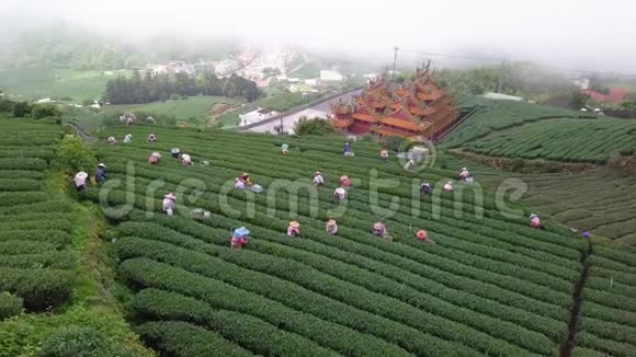 台湾阿里山地区采集乌龙茶叶采种的人群雾天空中景色视频的预览图