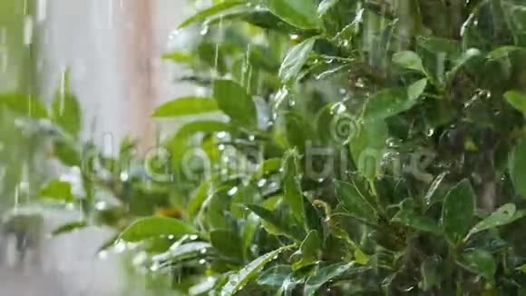 慢动作多汁的雨滴在清新的大自然绿叶和树上浇水视频的预览图