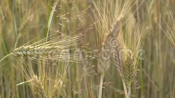 在夏日的田野里金色的小麦穗在微风中摇曳视频的预览图