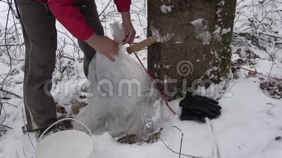 在雪后的春天在桶里倒第一棵枫树视频的预览图