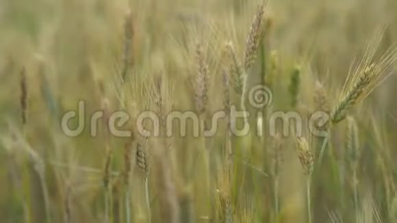 在夏日的田野里金色的小麦穗在微风中摇曳视频的预览图
