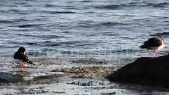 蓝色峡湾海岸附近巨石上的养眼鸟视频的预览图