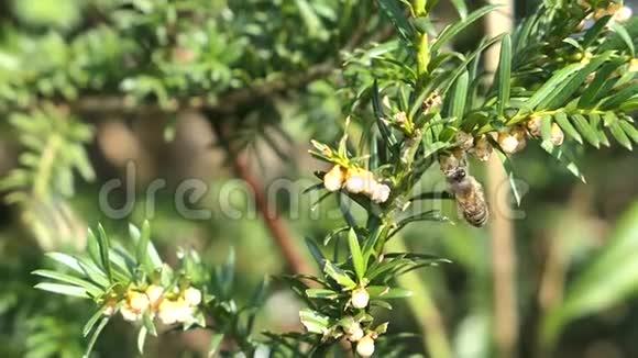 蜜蜂在寻找雄性欧洲红豆杉的花粉视频的预览图