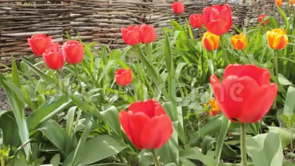 郁金香花开在春天五颜六色的郁金香在风中摇曳慢速水平运动视频的预览图