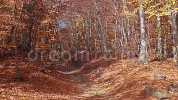 在阳光下漫步在秋天的森林里视频的预览图