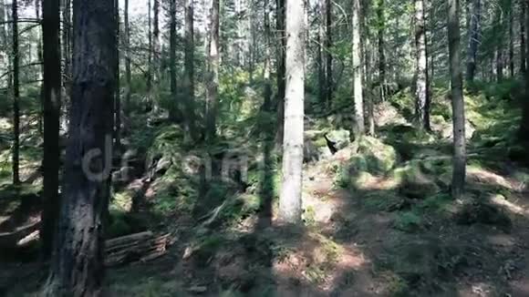 晴天在森林里散步视频的预览图