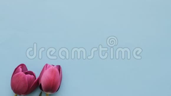 复活节蓝色背景上的粉红色郁金香和鹌鹑蛋停止动画视频的预览图