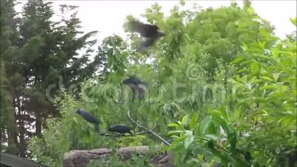乌鸦在风中飞来飞去视频的预览图