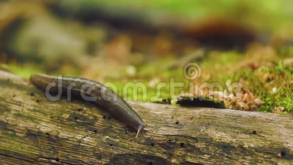 大鼻涕虫爬过森林里的木头视频的预览图