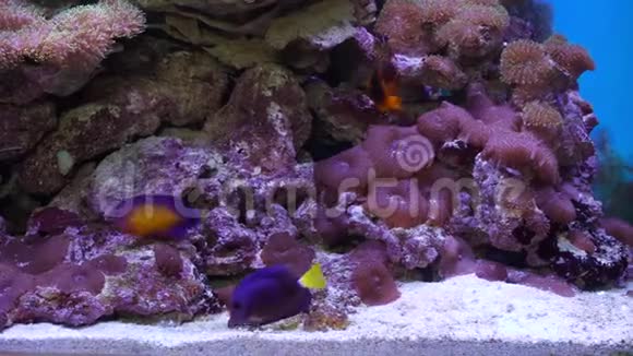 在热带珊瑚礁的水下五颜六色的异国鱼类水族箱碧水中的外来热带鱼类视频的预览图