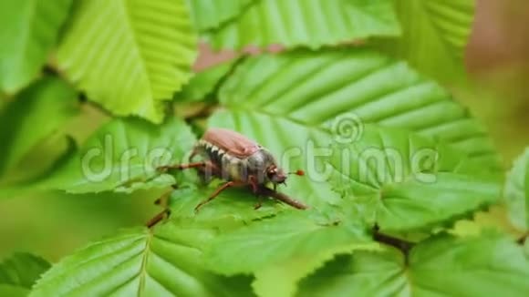 梅布格恰弗甲虫坐在森林的叶子上昆虫宏观特写镜头视频的预览图