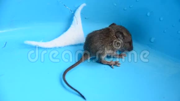 小老鼠或老鼠视频的预览图