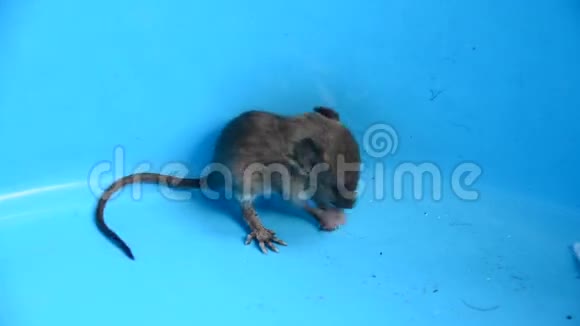 小老鼠或老鼠视频的预览图