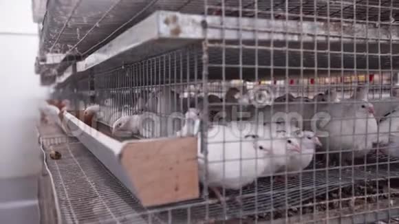 家禽养殖场的看法满是肉鸽的笼子在工厂里排队视频的预览图