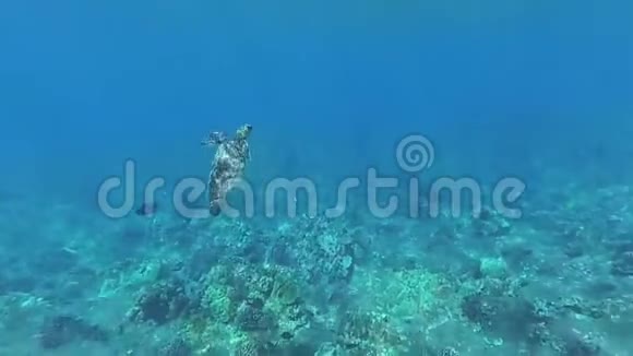 夏威夷海龟在水下视频的预览图